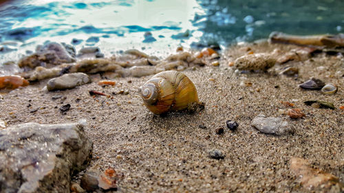 Close-up of crab on beach