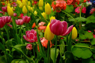 Close-up of pink tulips on field