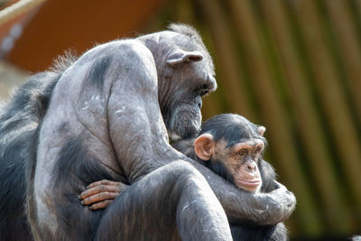 Monkeys in a zoo