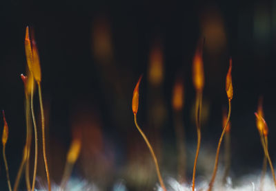 Close-up of fire against blurred background