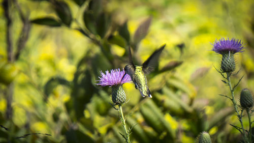 Close-up of honey bee on purple flower