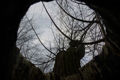 Low angle view of bare trees against sky