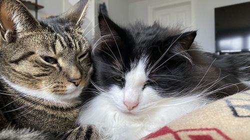 Close-up of cats relaxing at home