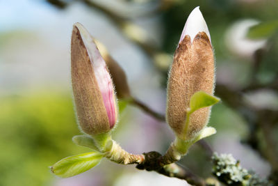 Close-up of flower against blurred background