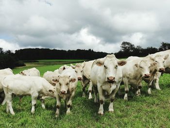 White cows in field