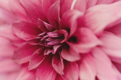 Close-up of pink dahlia