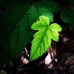 Close-up of green leaves