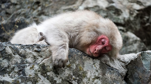 A snow monkey is sleeping peacefully on a rock after a good meal, nagano, japan.