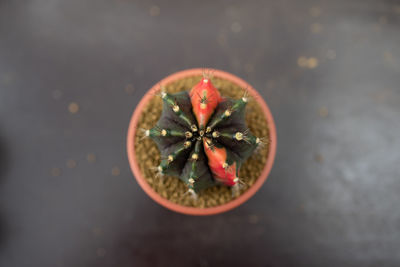 High angle view of potted plant in water