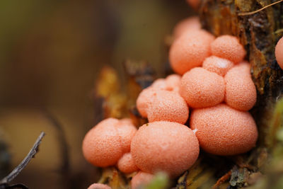 Close-up of pink mushrooms growing together on a tree trunk