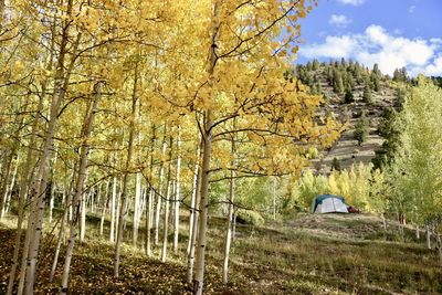 Scenic view of forest against sky during autumn