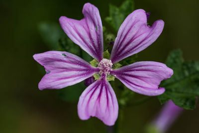 Close-up of purple flowering plant