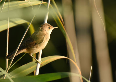 Close-up of bird perching on leaf