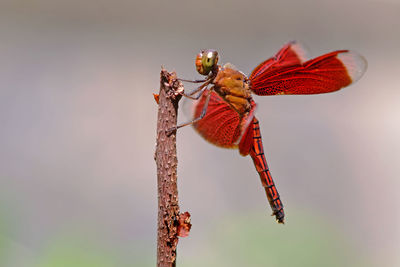 Close-up of dragonfly on twig and rest