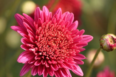 Close-up of pink flower blooming outdoors