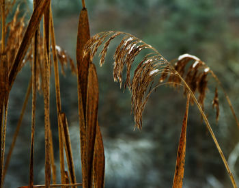 Close-up of dry plant