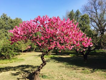 Pink flowers blooming on tree