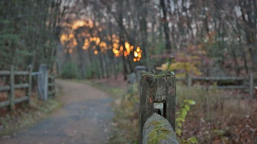 Wooden posts on field in forest