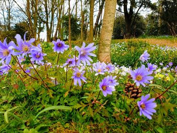 Close-up of purple flowering plants on field