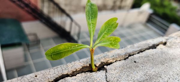 Close-up of plant growing outdoors