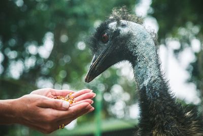 Close-up of hand holding bird