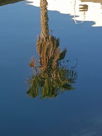 Close-up of plant against blue sky