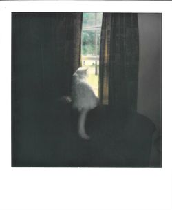 Cat sitting on floor