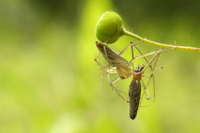 Close-up of insect on leaf