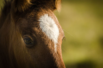 Close-up of a horse