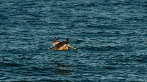 View of pelican flying over sea