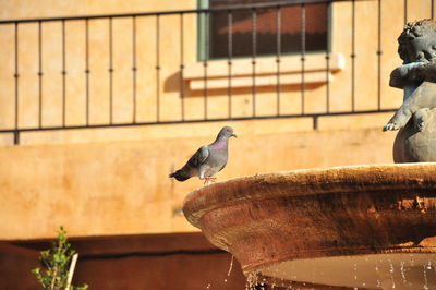Close-up of bird perching on wall