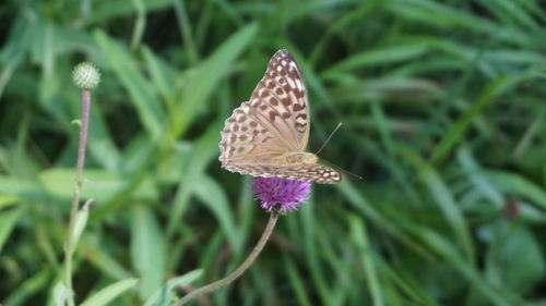 Close-up of butterfly on purple flower