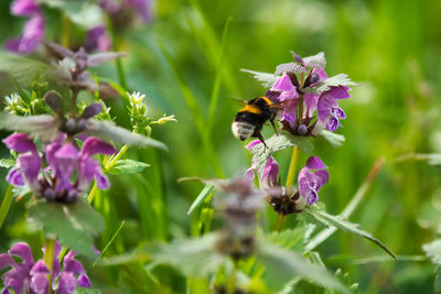 Bumblebee on purple flower