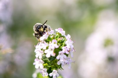 Close-up of bee pollinating on flower