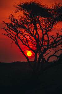 Silhouette tree against orange sky