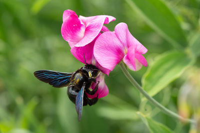 Close-up of a blue insect pollinating on pink flower