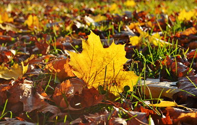 Close-up of yellow maple leaves on field