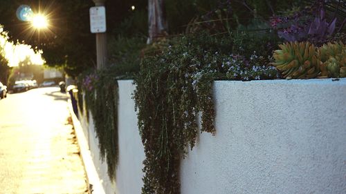 Plant growing on tree