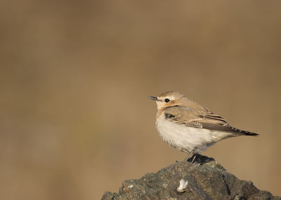 Close-up of bird perching on rock