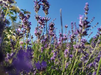 Close-up of purple flowers in field