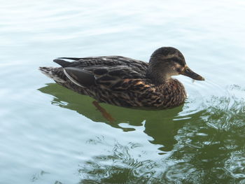 Duck swimming in lake