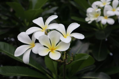 Close-up of white flowering plant