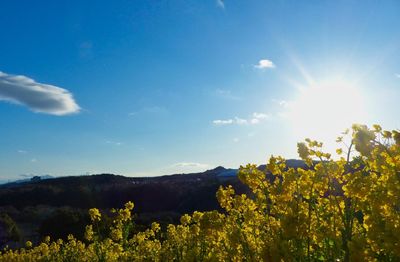 Scenic view of yellow flowering plants against sky