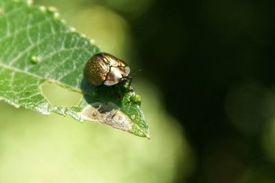 Close-up of butterfly on leaf