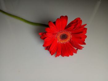 Close-up of red hibiscus against white background