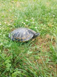 High angle view of tortoise on grass