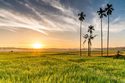 Scenic view of field against sky during sunset