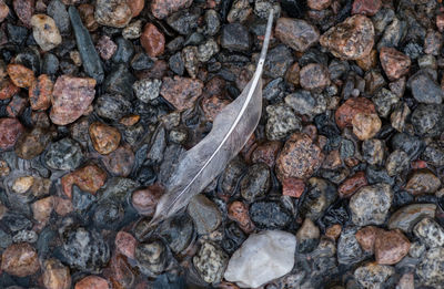 Full frame shot of paving stone