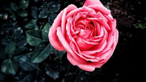 Close-up of red rose blooming outdoors