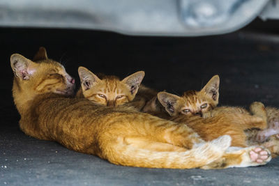 Portrait of cat family resting